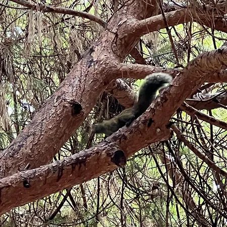 Le Saint Honorat Juan Les Pins شقة أنتيب